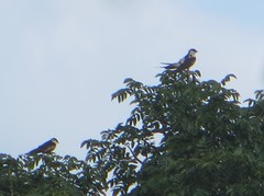 Cecropis senegalensis