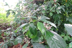 Chassalia curviflora