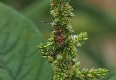 Gonocerini