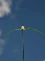 Cyperus sesquiflorus sesquiflorus