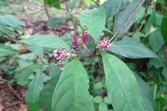 Chassalia curviflora