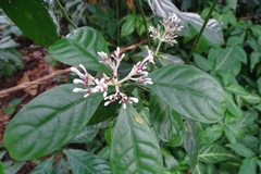 Chassalia curviflora