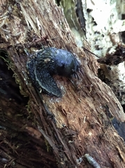 Limax cinereoniger
