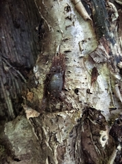 Limax cinereoniger