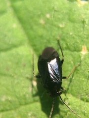 Slaterocoris