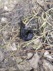 Limax cinereoniger