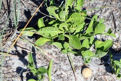 Physalis cinerascens spathulifolia