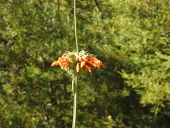 Leonotis nepetifolia nepetifolia