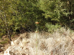 Leonotis nepetifolia nepetifolia