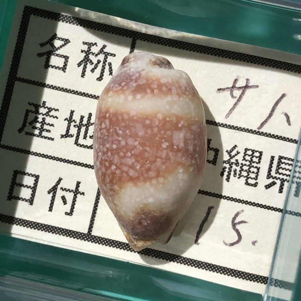 swallow cowrie