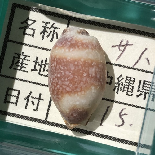 swallow cowrie
