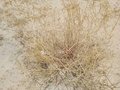 Haplophyllum tuberculatum