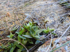 Crassula setulosa jenkinsii