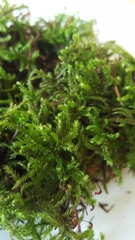 Bryophyta