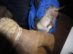 Macronycteris gigas