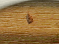 Cenopis diluticostana