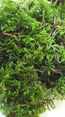 Bryophyta
