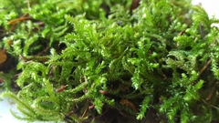 Bryophyta