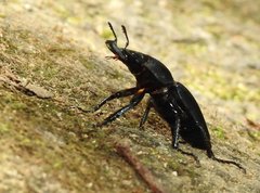 Neolucanus sinicus championi