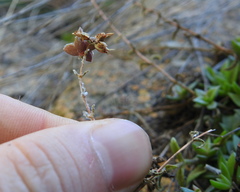 Crassula setulosa jenkinsii