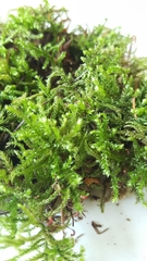 Bryophyta