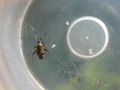 Closterotomus