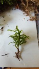 Bryophyta