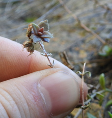 Crassula setulosa jenkinsii