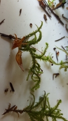 Bryophyta