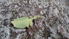 Pulchriphyllium bioculatum