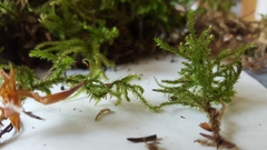 Bryophyta