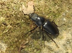 Neolucanus sinicus championi