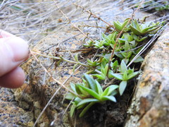 Crassula setulosa jenkinsii