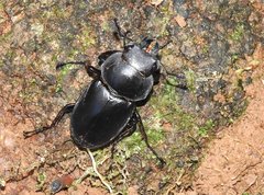 Neolucanus sinicus championi