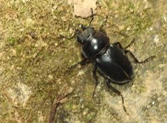 Neolucanus sinicus championi