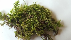 Brachytheciaceae