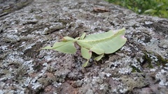 Pulchriphyllium bioculatum