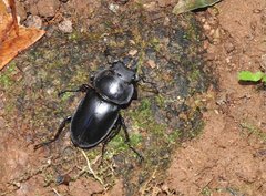 Neolucanus sinicus championi