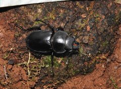 Neolucanus sinicus championi