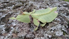 Pulchriphyllium bioculatum