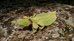 Pulchriphyllium bioculatum