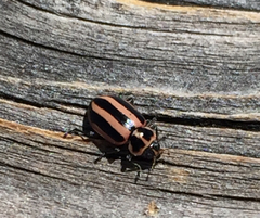 Paranaemia vittigera