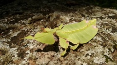 Pulchriphyllium bioculatum