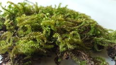 Brachytheciaceae