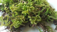 Brachytheciaceae