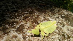 Pulchriphyllium bioculatum