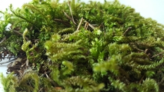 Brachytheciaceae
