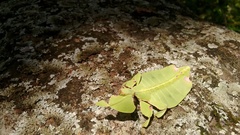 Pulchriphyllium bioculatum