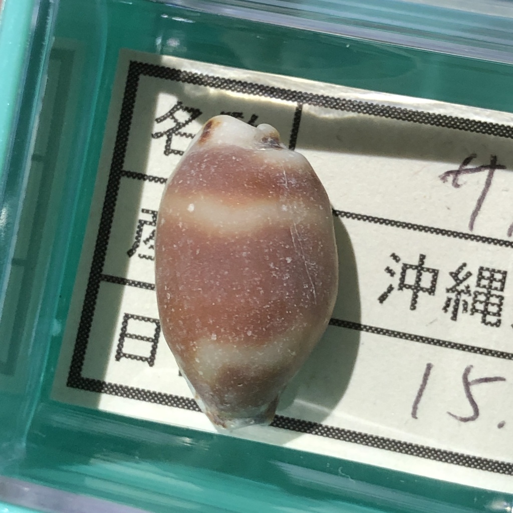Cowrie