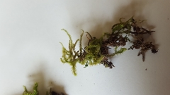 Brachytheciaceae